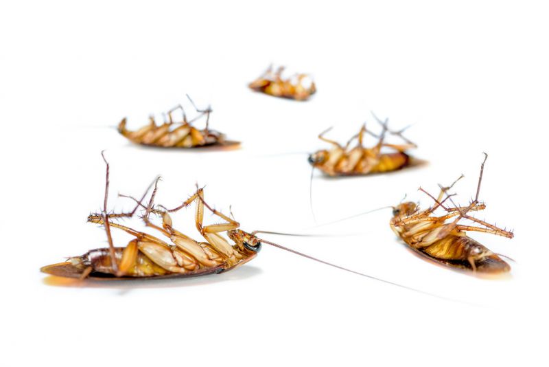 Cockroach Fumigation Service