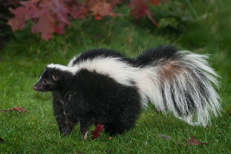 Skunk Extermination